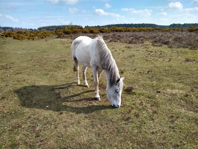 DofE4
