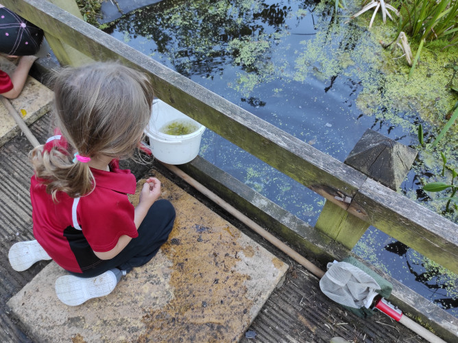 Pond dipping