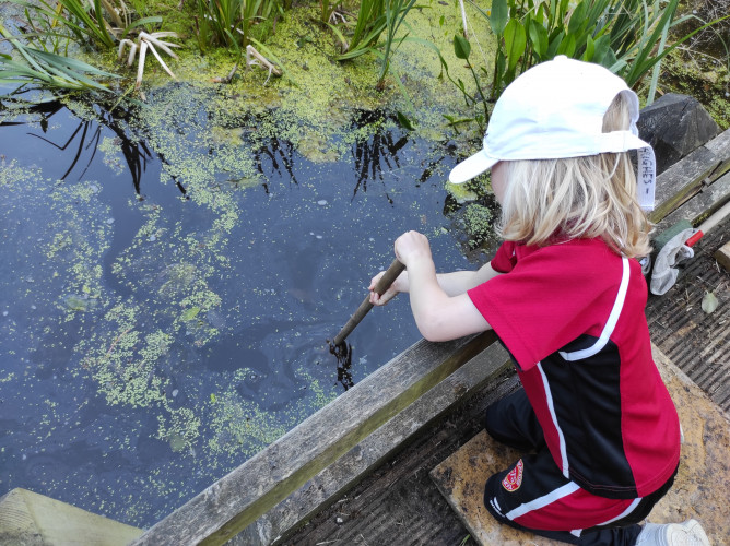 Pond dipping 2