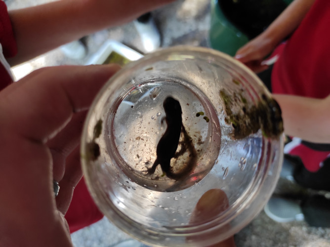 Tadpoles