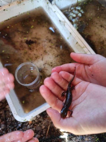 Tadpoles2
