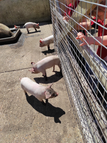 Pigs at Staunton