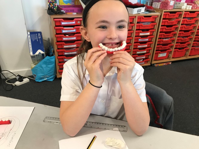 Yr 4 Teeth Modelling2