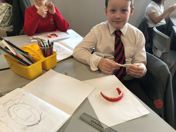 Yr 4 Teeth Modelling4