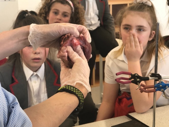 Yr 6 Heart Dissection10