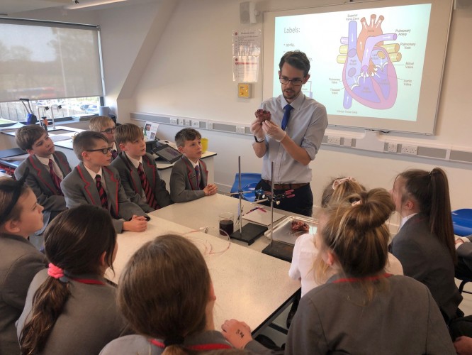 Yr 6 Heart Dissection5
