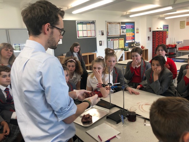 Yr 6 Heart Dissection8