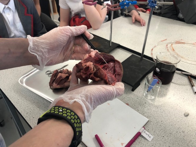 Yr 6 Heart Dissection9